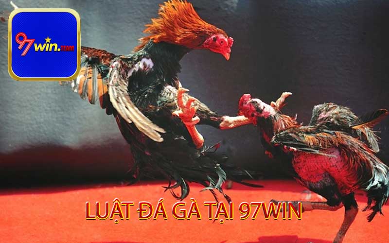 Luật đá gà